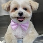Fluffy Tails | Mobile Pet Spa & Grooming Services in Qatar